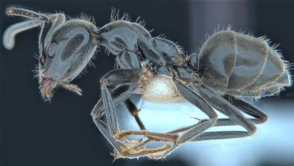 Vědci popsali 139 nových druhů zvířat. Třeba mravence, který hlídá housenky